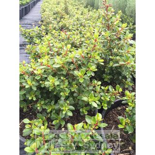 Escallonia Pink Pixie 200Mm Pot Plants