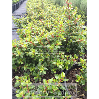 Escallonia Pink Pixie 200Mm Pot Plants