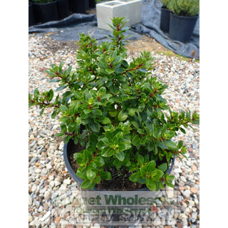Escallonia Pink Pixie 200Mm Pot Plants