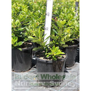Escallonia Red Knight 200Mm Pot Plants