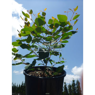 Eucalyptus Cladocalyx Nana 200Mm Pot - Dwarf Sugar Gum Gift Card
