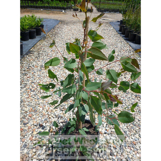 Eucalyptus Tereticornis 200Mm Pot Gift Card