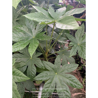Fatsia Japonica 200Mm Pots / 5L - Paper Plant Default Type