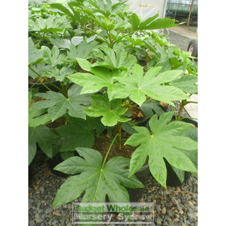 Fatsia Japonica Xlarge 300Mm Pots 25L - Paper Plant Default Type