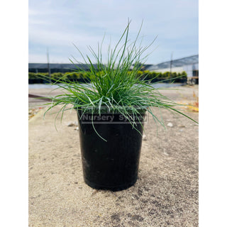 Festuca Glauca 140Mm Commonly Known As Blue Fescue Plants