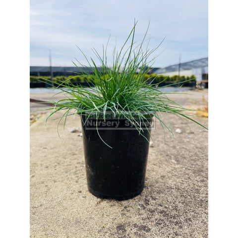 Festuca glauca 140mm commonly known as blue fescue