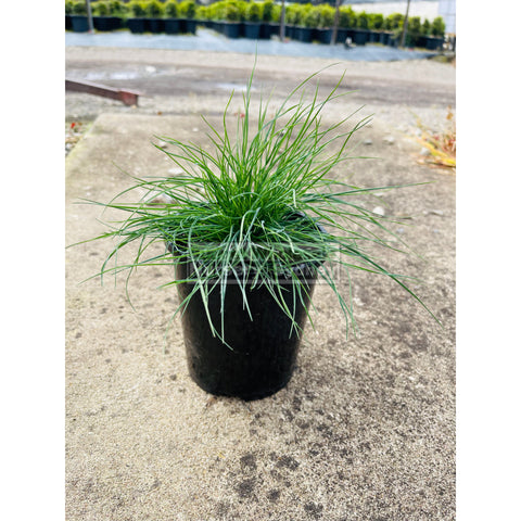 Festuca Glauca 140Mm Commonly Known As Blue Fescue Plants