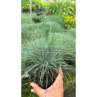 Festuca Glauca 140Mm Commonly Known As Blue Fescue Plants