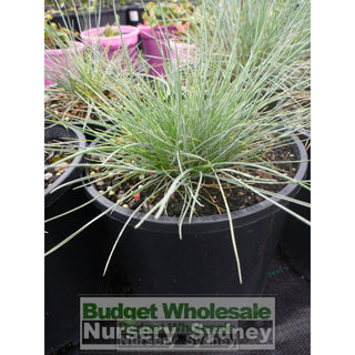 Festuca Glauca 140Mm Commonly Known As Blue Fescue Plants