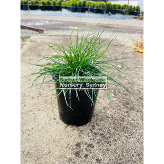 Festuca Glauca 140Mm Commonly Known As Blue Fescue Plants