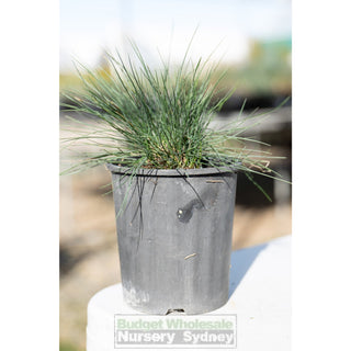 Festuca Glauca 140Mm Commonly Known As Blue Fescue Plants