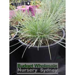 Festuca Glauca 140Mm Commonly Known As Blue Fescue Plants