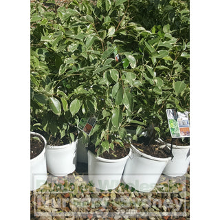 Ficus Benjamina Exotica - Variegated 175Mm Default Type