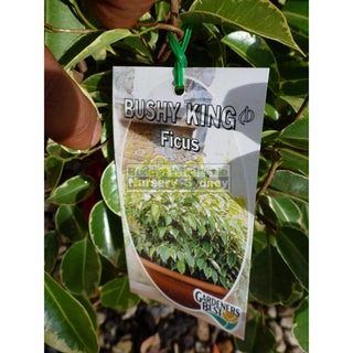 Ficus Bushy King (Bushy Fig) 175Mm Default Type