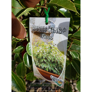 Ficus Bushy King (Bushy Fig) 175Mm Default Type