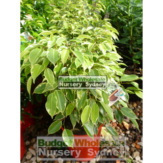 Ficus Bushy King (Bushy Fig) 175Mm Default Type