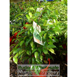 Ficus Bushy Prince (Bushy Fig) 175Mm Default Type