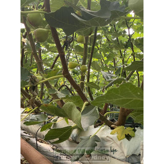 Ficus Carica Black Genoa (Fig) 200Mm Bag - Edible Fruit Default Type