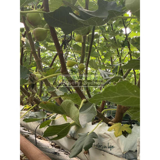 Ficus Carica Black Genoa (Fig) 200Mm Bag - Edible Fruit Default Type