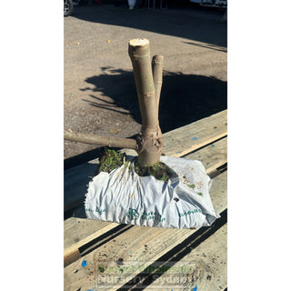 Ficus Carica Black Genoa (Fig) 200Mm Bag - Edible Fruit Default Type
