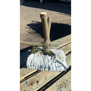 Ficus Carica Black Genoa (Fig) 200Mm Bag - Edible Fruit Default Type