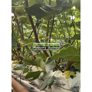 Ficus Carica Black Genoa (Fig) 200Mm Bag - Edible Fruit Default Type