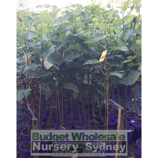 Ficus Carica White Genoa (Fig) 200Mm - Edible Fruit Default Type