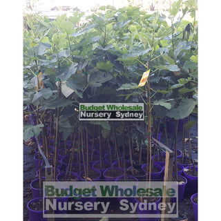 Ficus Carica White Genoa (Fig) 200Mm - Edible Fruit Default Type
