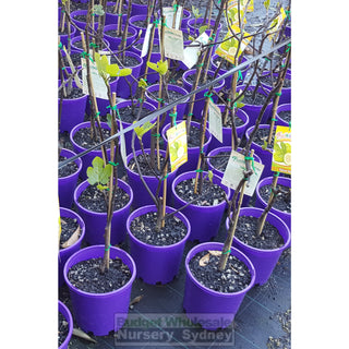 Ficus Carica Yellow Excel (Fig) 200Mm Default Type