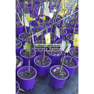 Ficus Carica Yellow Excel (Fig) 200Mm Default Type