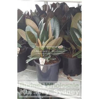 Ficus Elastica Burgundy 200Mm Pots - Rubber Plant Default Type