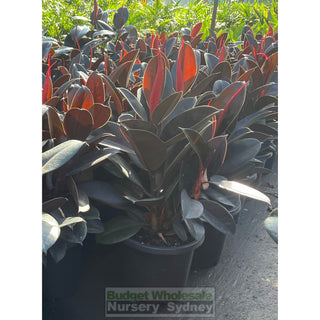Ficus elastica burgundy 300mm Pots - Rubber Plant Large Default type