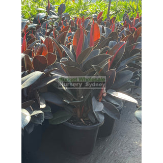 Ficus elastica burgundy 300mm Pots - Rubber Plant Large Default type