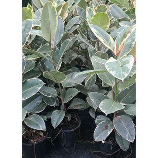 Ficus elastica Tineke (Indian Rubber Tree) 200mm - Default type