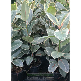 Ficus elastica Tineke (Indian Rubber Tree) 200mm - Default type