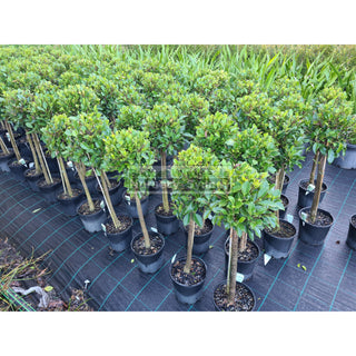 Ficus Emerald Standard 200Mm Pot Lollipop Plant Topiary Plant Default Type
