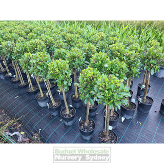 Ficus Emerald Standard 200Mm Pot Lollipop Plant Topiary Plant Default Type