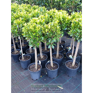Ficus Emerald Standard 200Mm Pot Lollipop Plant Topiary Plant Default Type