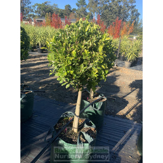 Ficus Hillii Emerald Green Standard Super Advanced 100L Pot Lollipop Plant Topiary Plant Default