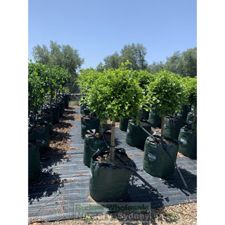 Ficus Hillii Standard Super Advanced 150L Pot Lollipop Plant Topiary Plant Default Type