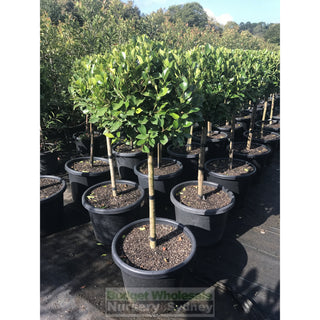 Ficus Hillii Standard Xxlarge 400Mm Pot Lollipop Plant Topiary Plant Default Type
