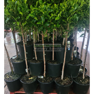 Ficus Hillii Standard 250mm pot Lollipop Plant Topiary plant Default type