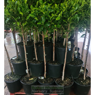 Ficus Hillii Standard 250mm pot Lollipop Plant Topiary plant Default type