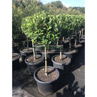 Ficus Hillii Standard Xxlarge 400Mm Pot Lollipop Plant Topiary Plant Default Type