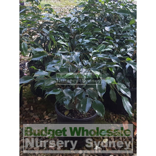 Ficus Midnight Beauty (Bushy Fig) 200Mm Default Type