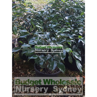 Ficus Midnight Beauty (Bushy Fig) 200Mm Default Type