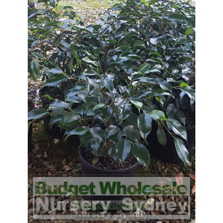 Ficus Midnight Beauty (Bushy Fig) 200Mm Default Type