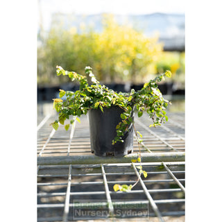 Ficus Pumila 140Mm Pot Creeping Fig Default Type