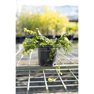 Ficus Pumila 140Mm Pot Creeping Fig Default Type