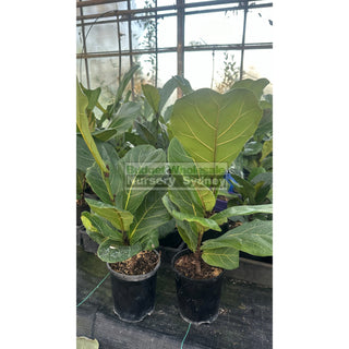 Fiddle Leaf Fig 140Mm Pot Ficus Lyrata Default Type